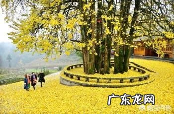 银杏树是什么树?它有什么价值?