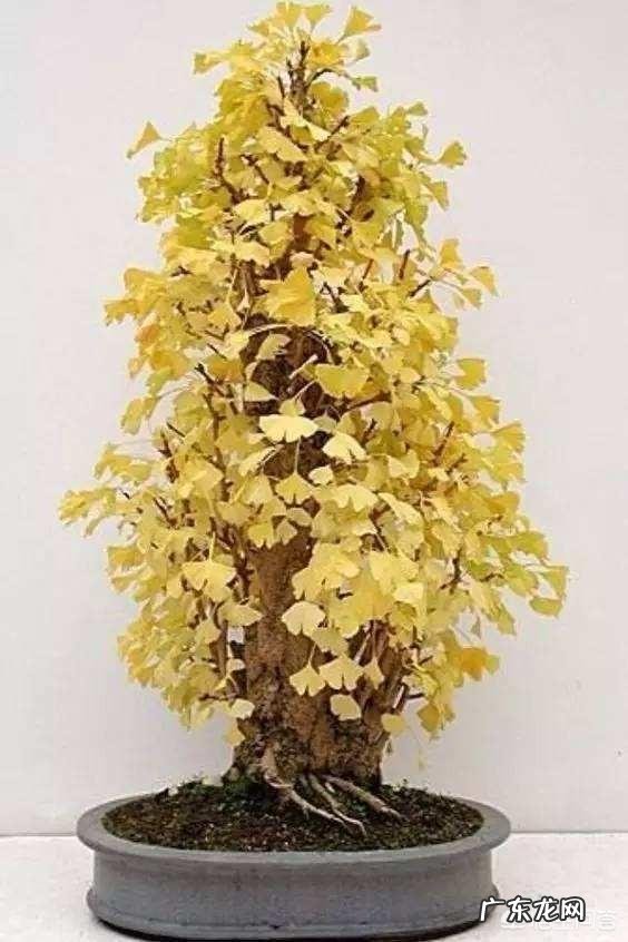 银杏树是什么树?它有什么价值?