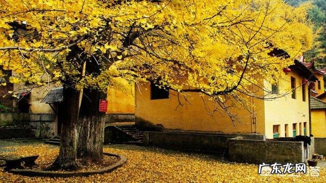 银杏树是什么树?它有什么价值?