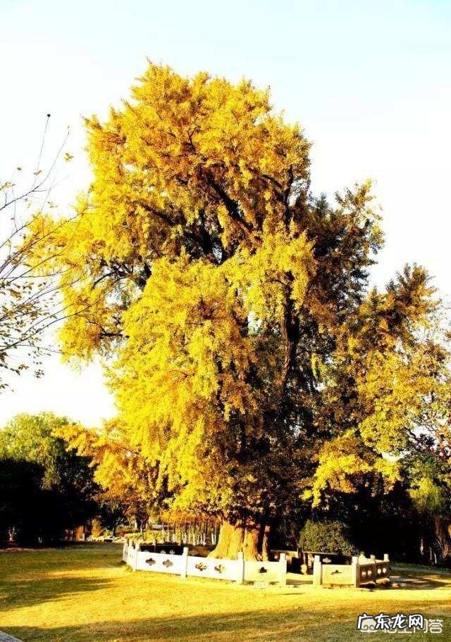 银杏树是什么树?它有什么价值?