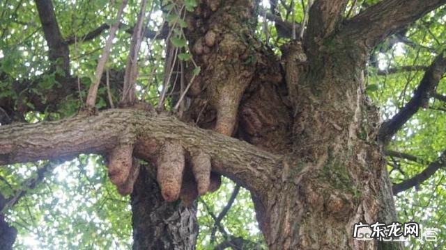 银杏树是什么树?它有什么价值?