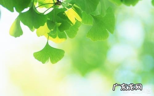 银杏树是什么树?它有什么价值?