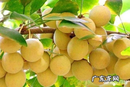 银杏树是什么树?它有什么价值?