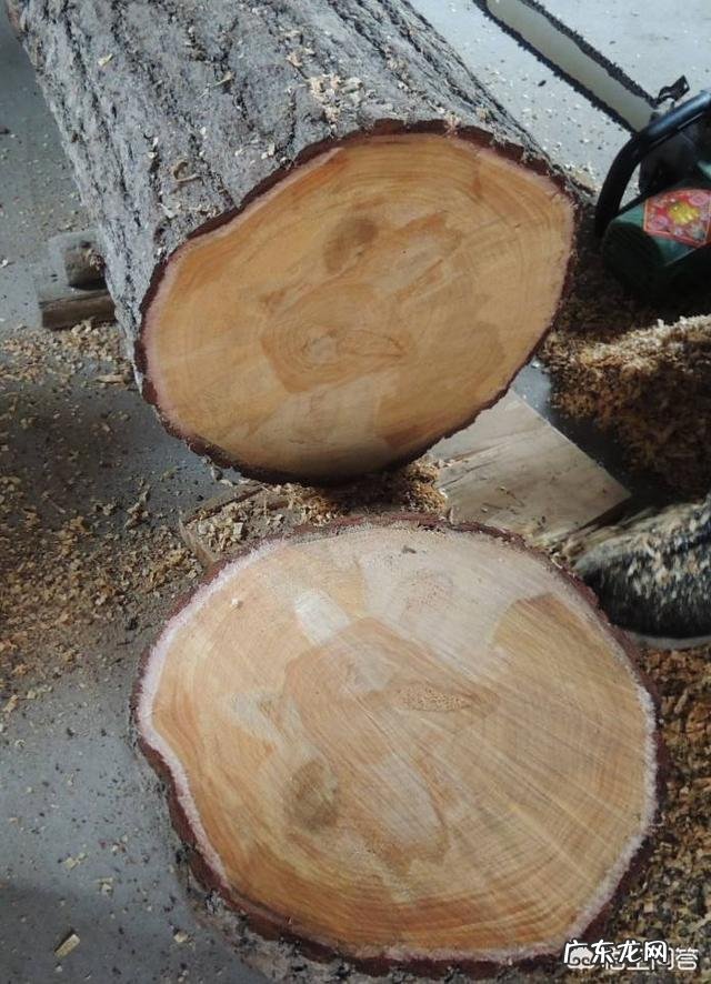 银杏树是什么树?它有什么价值?