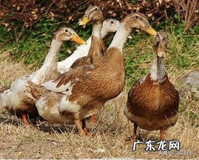 想在农村养鸭子，没有池塘可以吗？