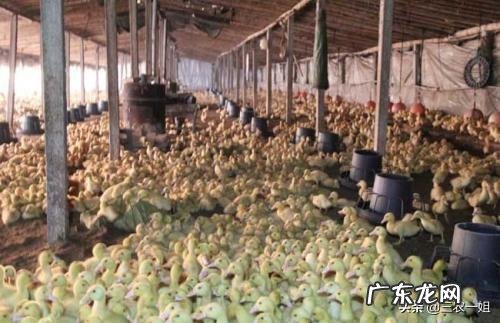 想在农村养鸭子，没有池塘可以吗？