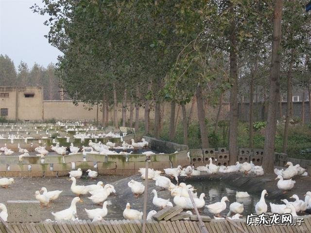 想在农村养鸭子,没有池塘可以吗?