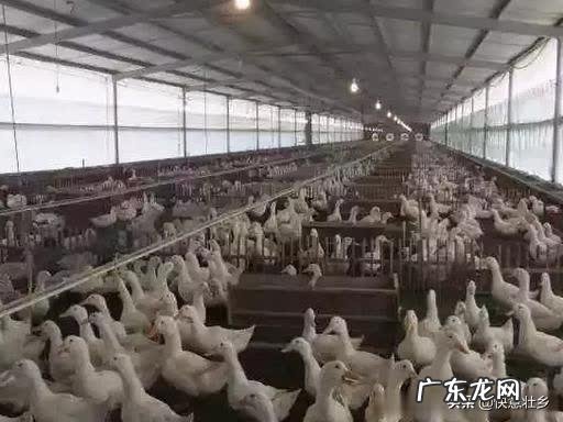 想在农村养鸭子，没有池塘可以吗？