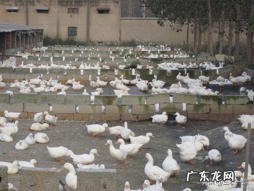 想在农村养鸭子，没有池塘可以吗？