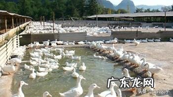 想在农村养鸭子,没有池塘可以吗?