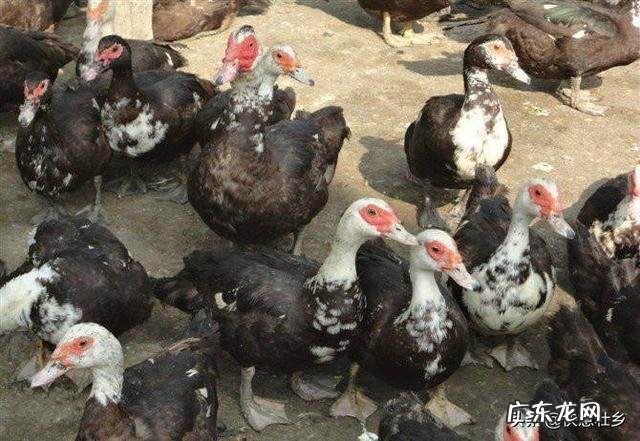 想在农村养鸭子，没有池塘可以吗？