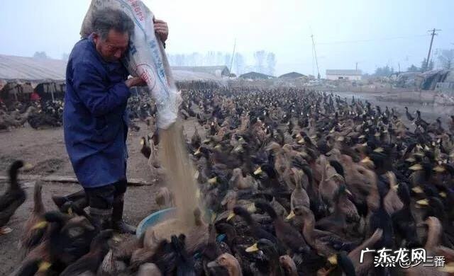 想在农村养鸭子，没有池塘可以吗？