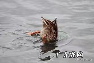 想在农村养鸭子，没有池塘可以吗？