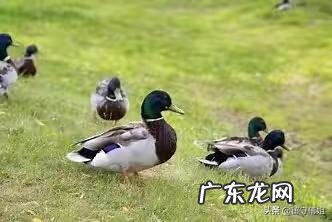 想在农村养鸭子，没有池塘可以吗？