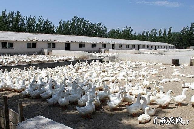 想在农村养鸭子,没有池塘可以吗?