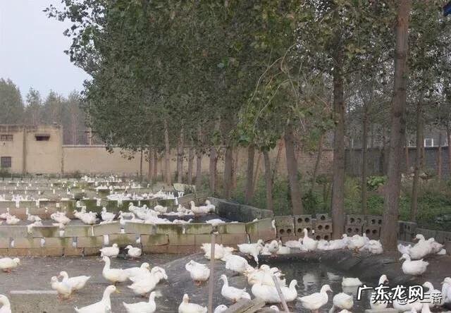 想在农村养鸭子，没有池塘可以吗？