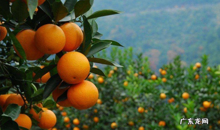 芦柑是上火还是下火