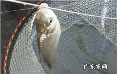 怎么才能钓到鲫鱼