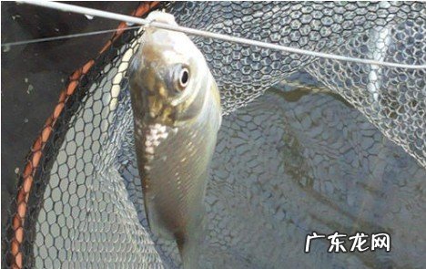 怎么才能钓到鲫鱼