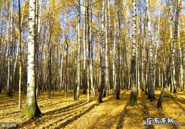 你认为最悲伤的歌曲有哪些?