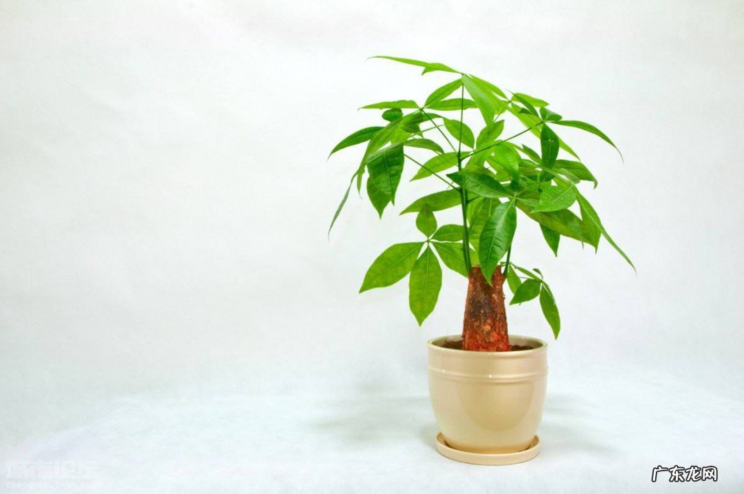 发财树枯萎了怎么救活