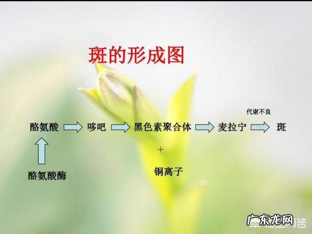正确的祛斑观念和方法是什么