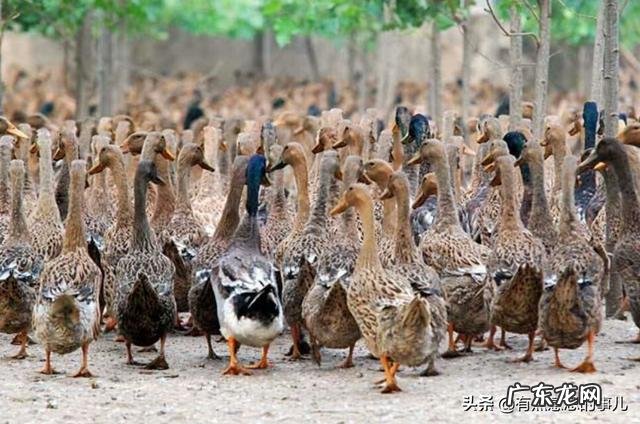 在农村养鸭子风险大不大?1万只鸭子投入和利润大约多少?
