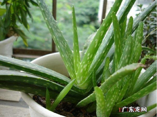芦荟护肤有什么功效?