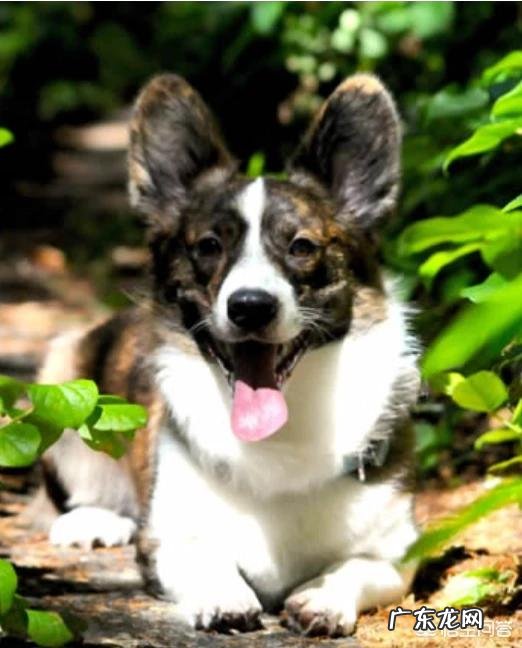 什么狗狗比较聪明?