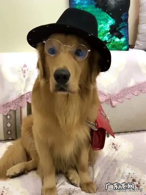 什么狗狗比较聪明?