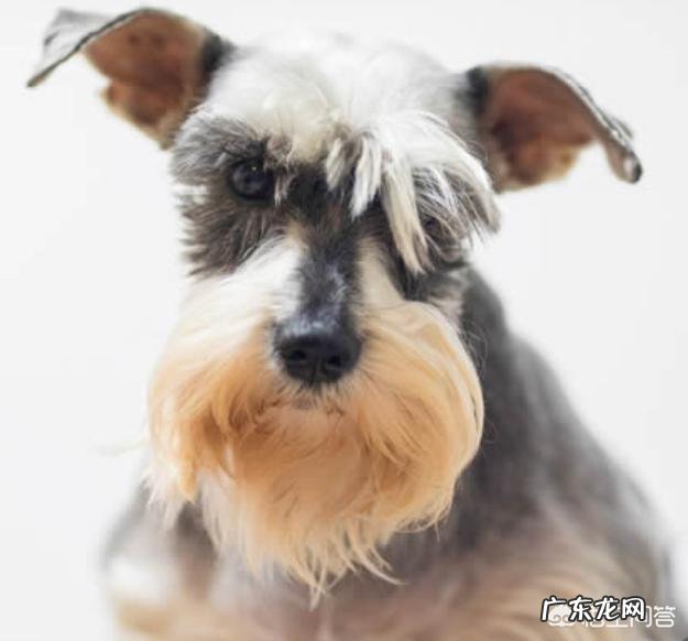 什么狗狗比较聪明?