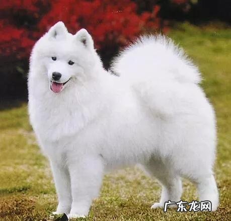 什么狗狗比较聪明？