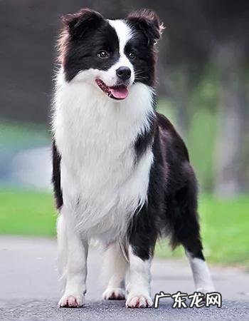 什么狗狗比较聪明？