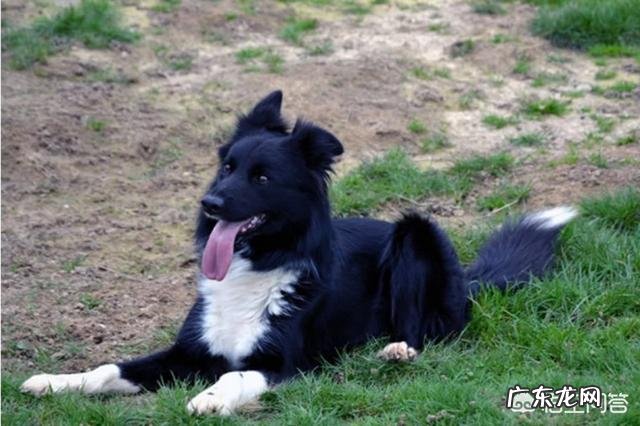 什么狗狗比较聪明？