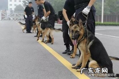 什么狗狗比较聪明?