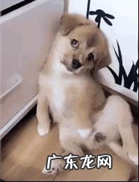 什么狗狗比较聪明?