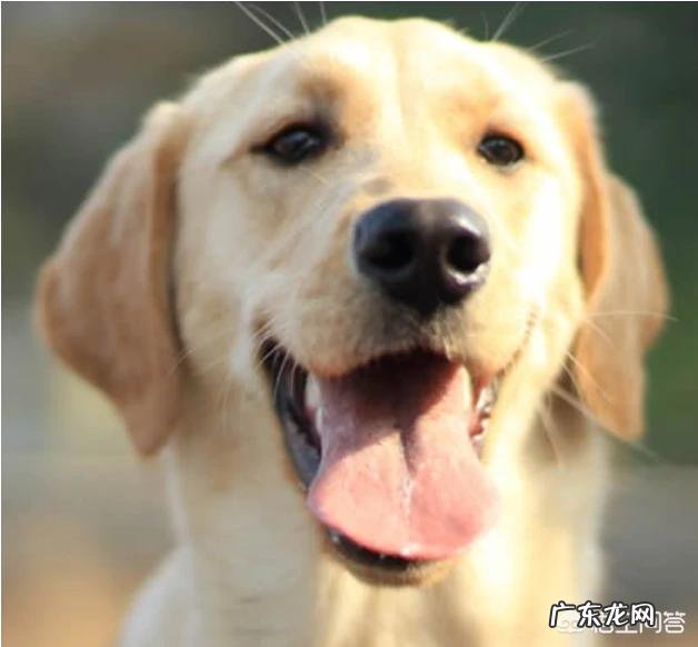 什么狗狗比较聪明?