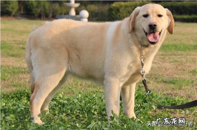 什么狗狗比较聪明?