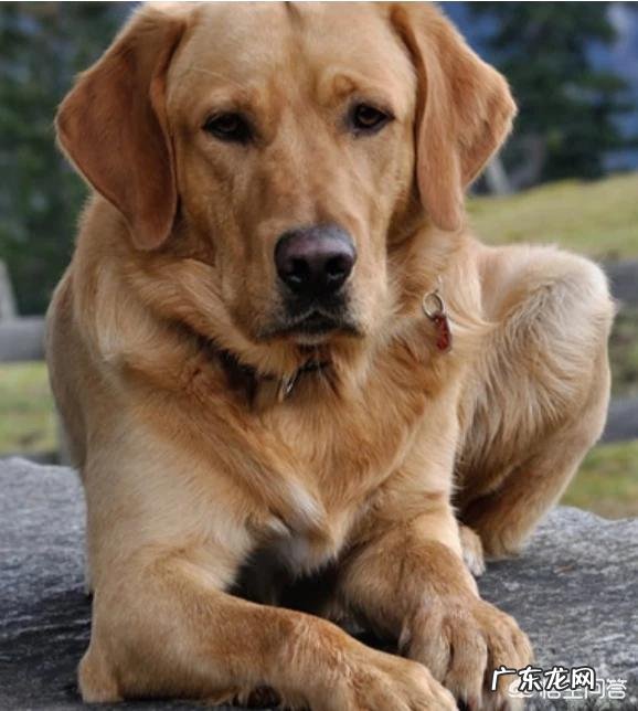 什么狗狗比较聪明？