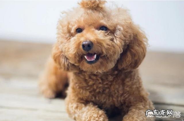 什么狗狗比较聪明？