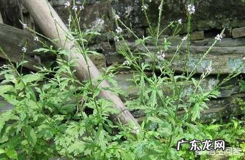 农村自制的甜酒特别好吃，请问酒曲是怎么制作的？