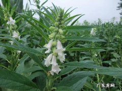 农村自制的甜酒特别好吃，请问酒曲是怎么制作的？