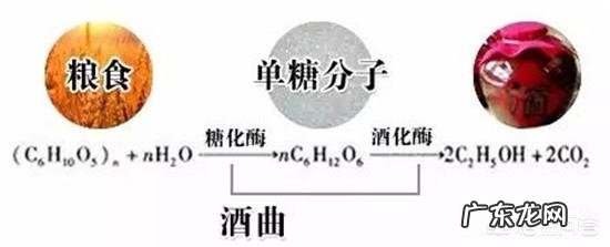 农村自制的甜酒特别好吃,请问酒曲是怎么制作的?