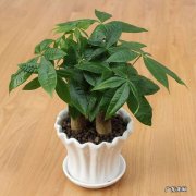 发财树怎么养才茂盛