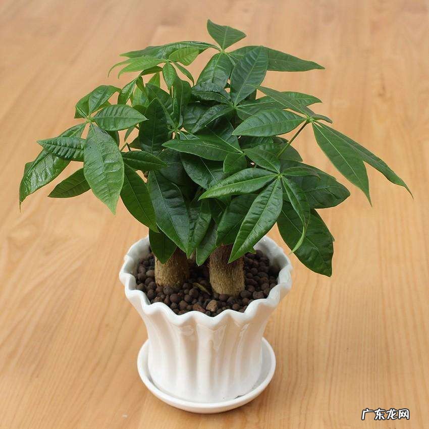 发财树怎么养才茂盛