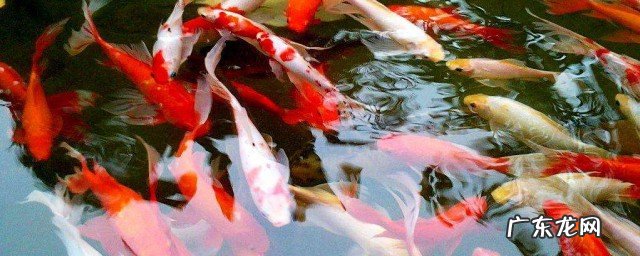 淡水观赏鱼什么鱼最好养