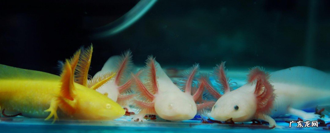 六角恐龙如何饲养