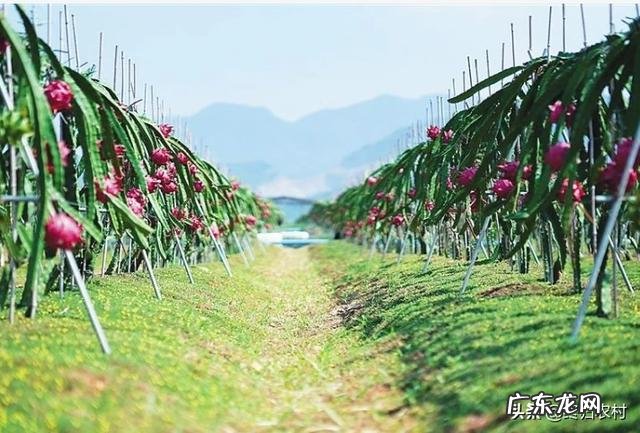 火龙果种植火龙果一年四季都可以种,怎样培养果实的品质更好呢?