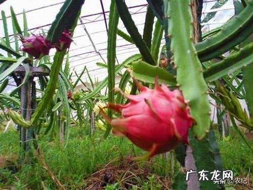 火龙果种植火龙果一年四季都可以种,怎样培养果实的品质更好呢?