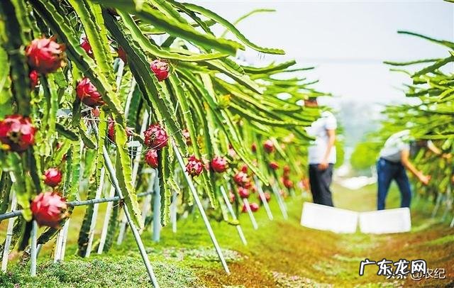 火龙果种植火龙果一年四季都可以种,怎样培养果实的品质更好呢?